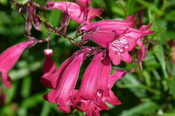 Penstemon masquerade beardtongue perennials pbr crossings plants gardencrossings waltersgardens