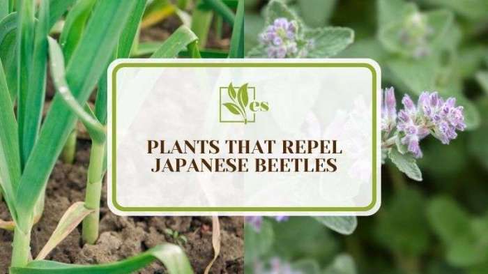 Japanese beetle repellent plants