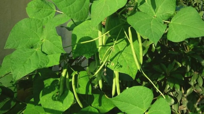 Why are my bean plants turning yellow