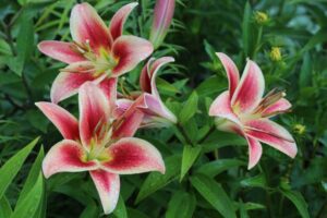 How to Fertilize Lilies for Vibrant Blooms