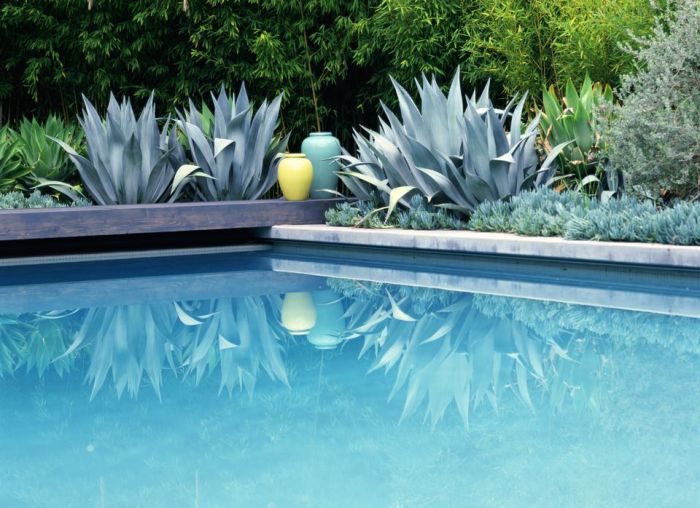 Plants to avoid around a pool