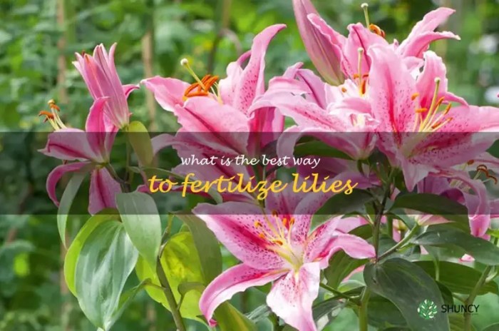 How to fertilize lilies