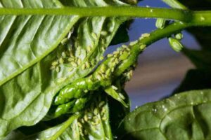 How to Get Rid of Aphids on Houseplants