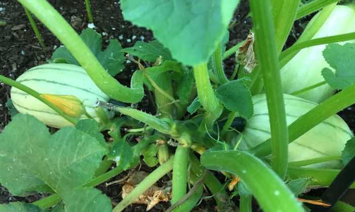 Squash vertically trellis zucchini melon butternut trellises plant melons vegetable