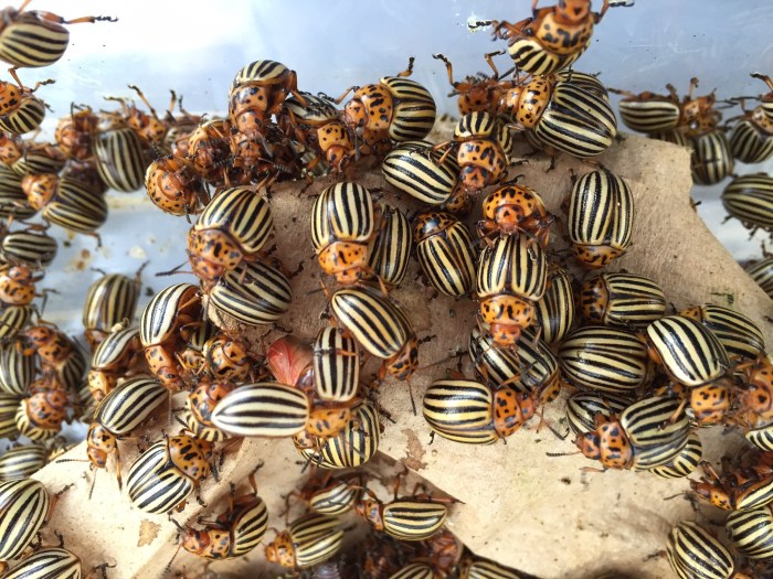 Potato beetle colorado beetles insight genome agricultural pest gives major into like zach cohen swarm dive deep day potatoes rapid