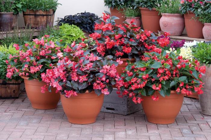 How to grow begonias in pots