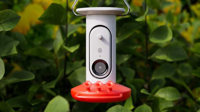 Hummingbird feeder cameras