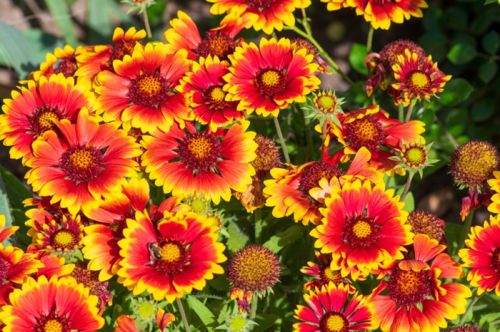 Longest flowering perennials