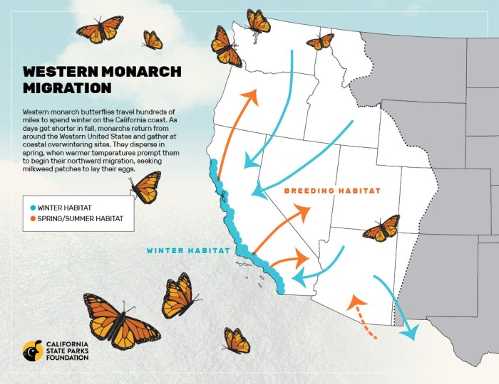 Monarch butterfly butterflies migration north mexico fall may jersey refueling prepares lindsey brendel cape courtesy