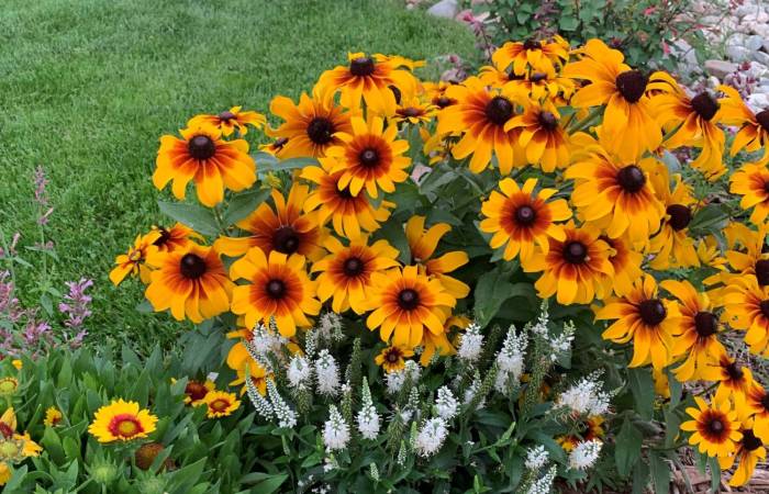 Rudbeckia eyed susans