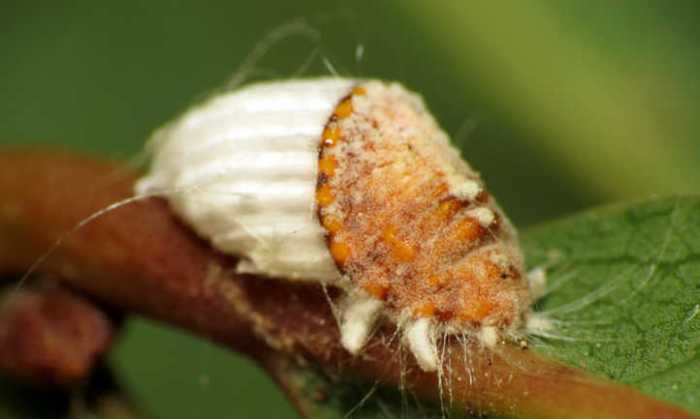 Scales identify armored diaspididae infested appear barnacles