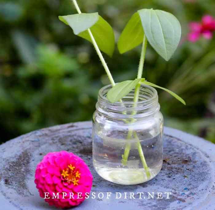 How to propagate zinnias from cuttings