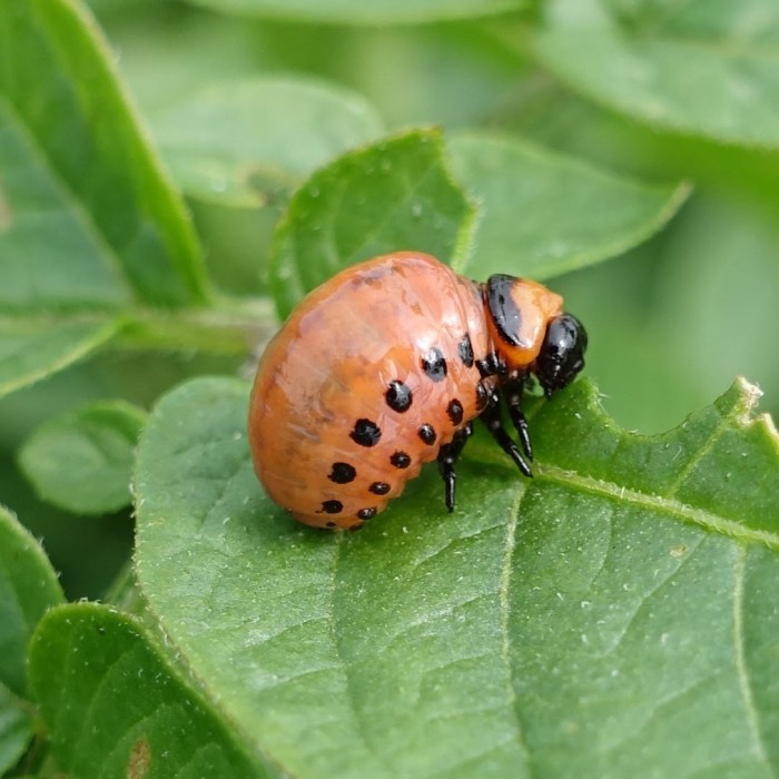 Colorado potato beetles