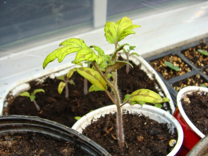 Tomato Seedlings Turning Yellow: Whats Wrong and How to Fix It