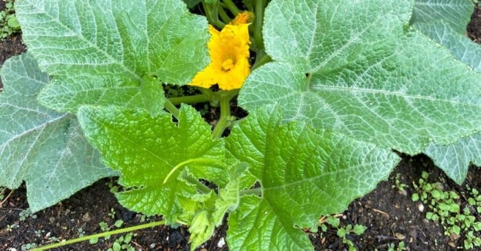 Squash delicata evergreen acre