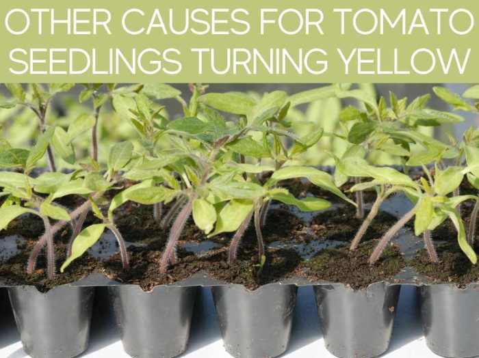 Tomato leaves dying seedlings yellowing