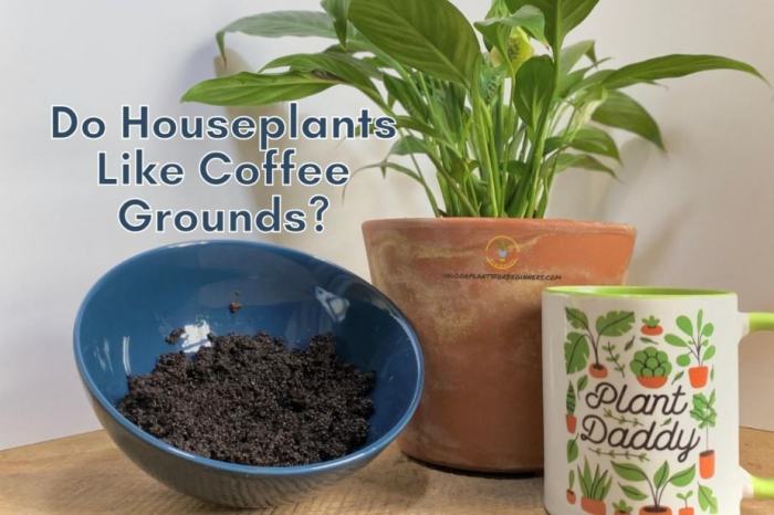 Are coffee grounds good for grass