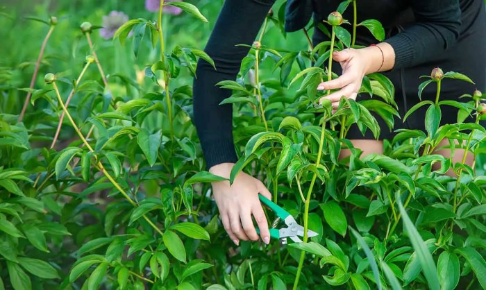 Pruning peony tree bud mature prune exceptions tips branch cut down dormant