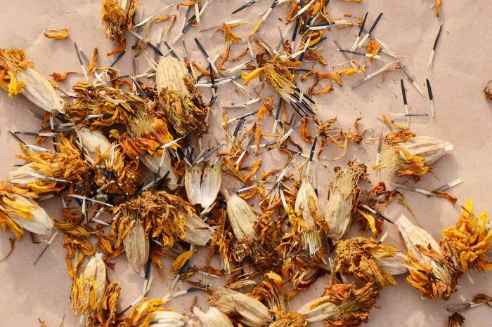 How to Harvest Marigold Seeds: A Step-by-Step Guide