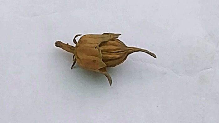 Hibiscus seeds harvest flower