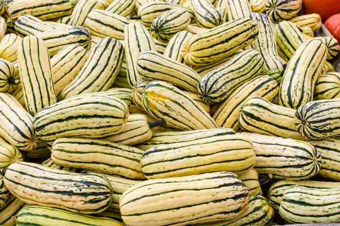 How to grow delicata squash