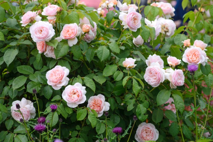 Rosier feeriques pomponella floribunda planting landing