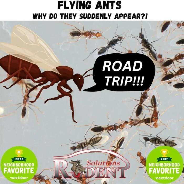 Ants flying rid get swarm