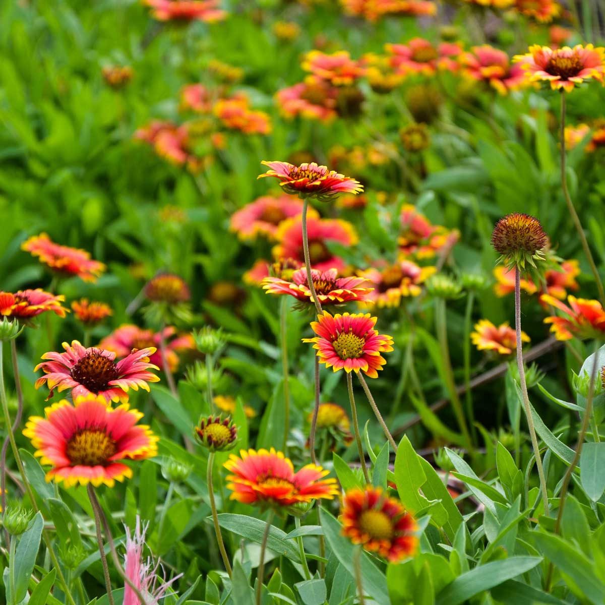 Perennials blooming perennial annuals coreopsis moonbeam flowering thespruce return richards threadleaf