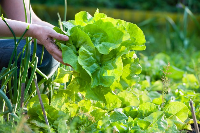 Seeds lettuce again