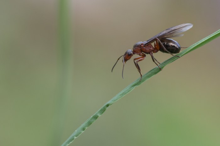 How to get rid of flying ants