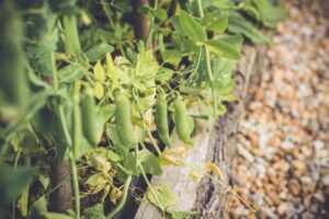 Vegetables to Plant in July: A Guide to Summer Gardening