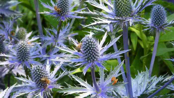 How to Grow and Care for Eryngium: A Guide to This Unique Plant