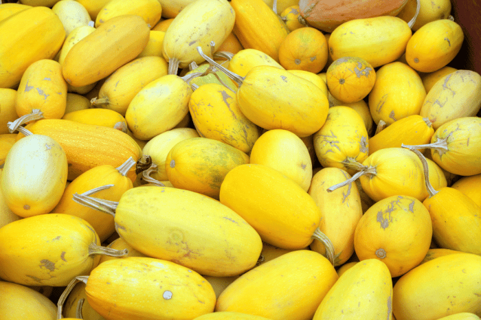 Harvest spaghetti squash