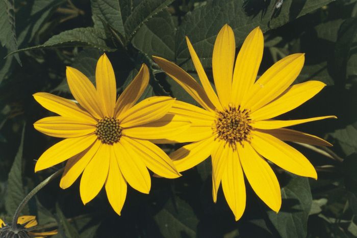 Perennial chrysanthemums mums perennials grown colors anyone zones gardening