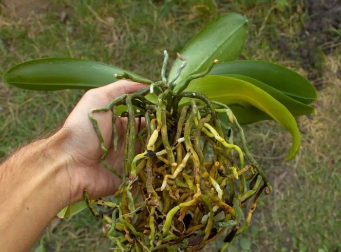 What is orchid root rot and how to treat it