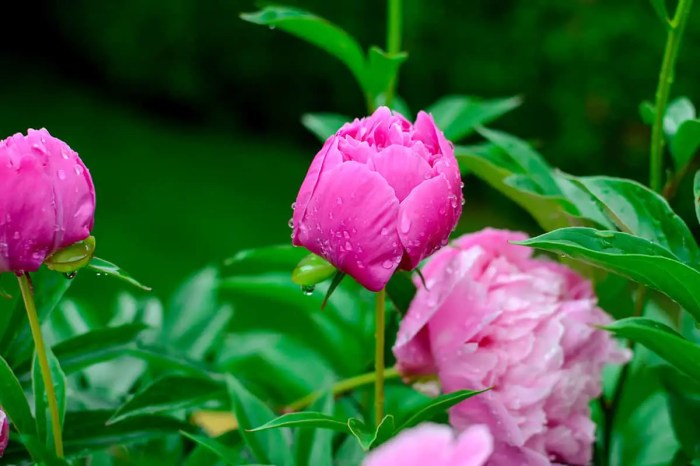 Peony peonies support supports drooping