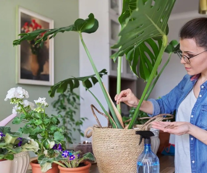 How to fertilize a monstera