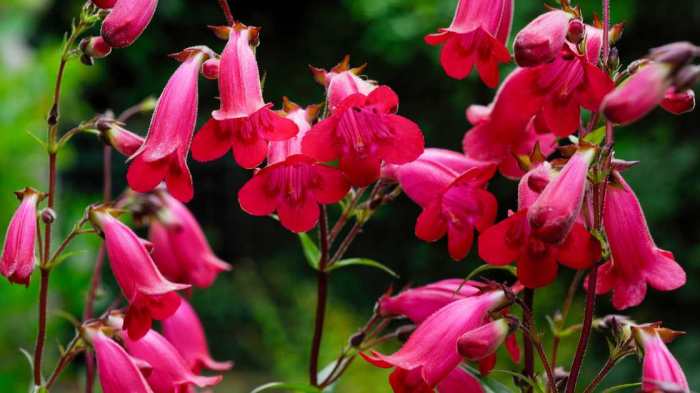 How to deadhead penstemon