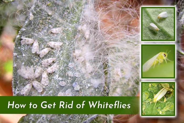 Whiteflies whitefly control rid naturebring