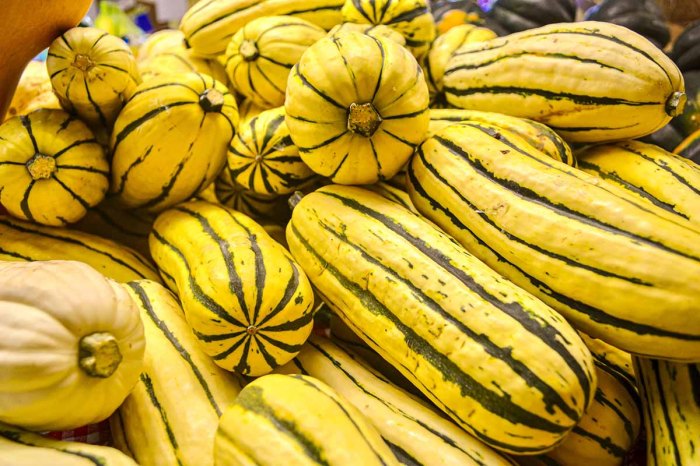 How to Grow Delicata Squash: A Guide for Beginners