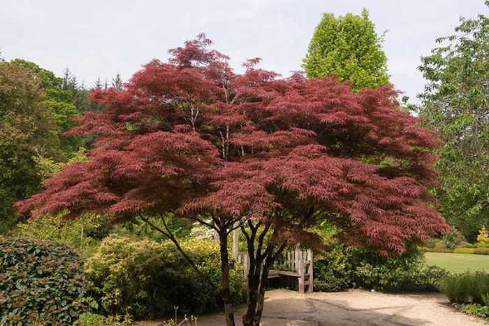 How to grow japanese maples in pots