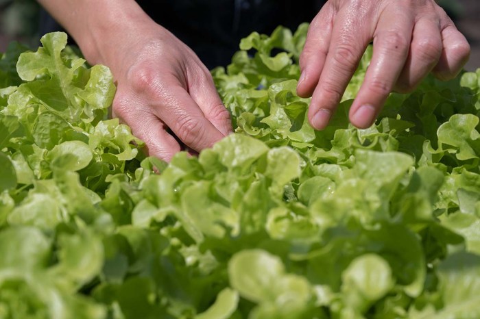 How to Harvest Lettuce Seeds: A Guide for Gardeners