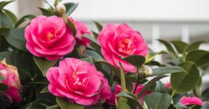 How to Propagate Camellias: A Guide for Gardeners