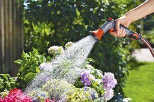 Can You Water Plants with Dishwater?