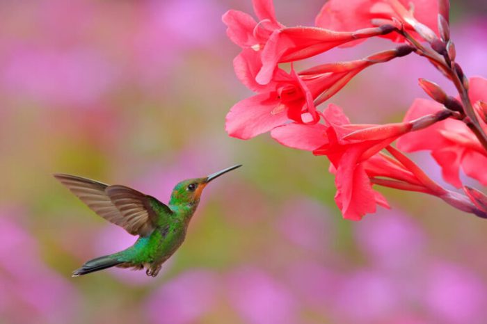 Hummingbird migration