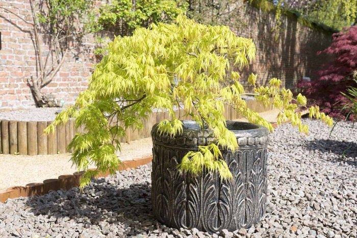 How to grow japanese maples in pots