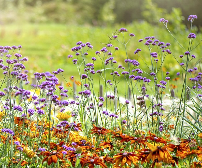 How to take verbena cuttings