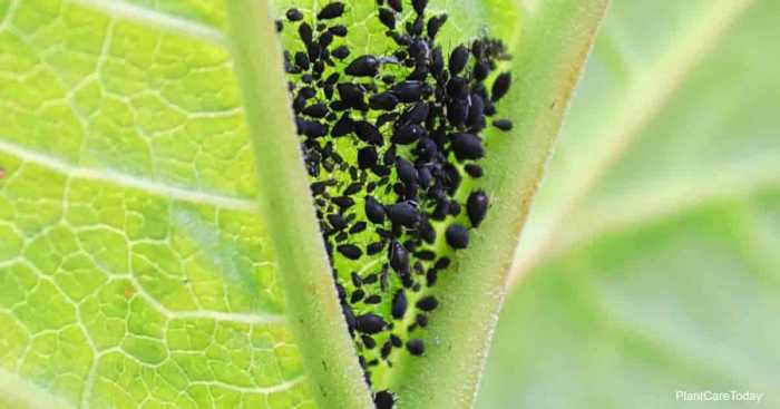 How to get rid of aphids on houseplants