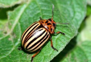 Colorado Potato Beetles: A Garden Enemys Life Cycle