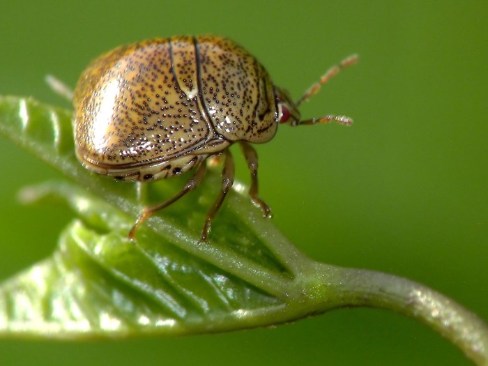 How to get rid of kudzu bugs